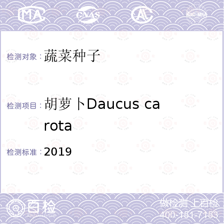 胡萝卜Daucus carota 2019  