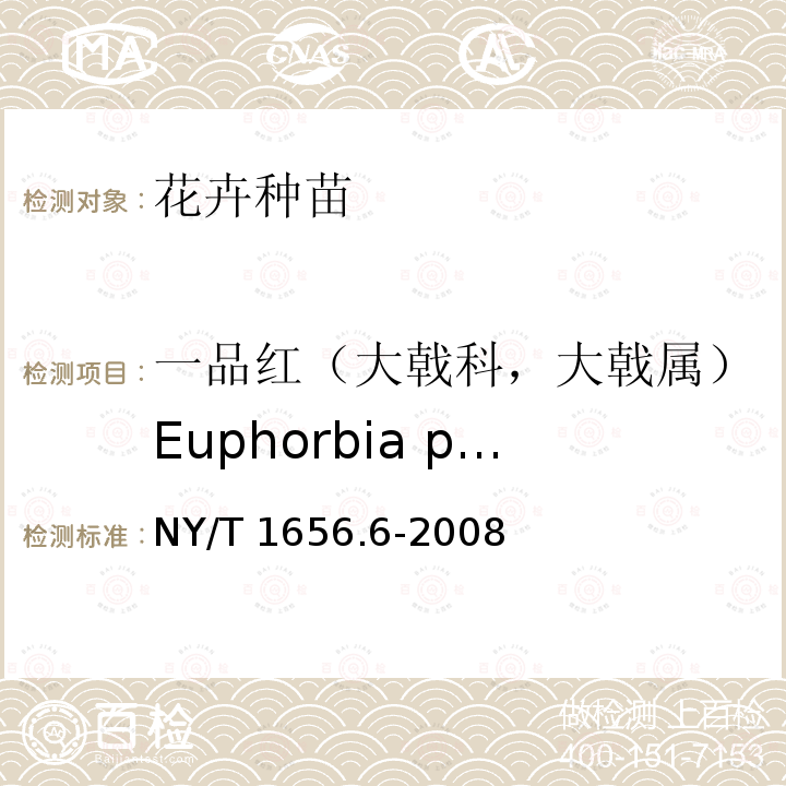 一品红（大戟科，大戟属）Euphorbia pulcherrima Willd. NY/T 1656.6-2008 花卉检验技术规范 第6部分:种苗检验