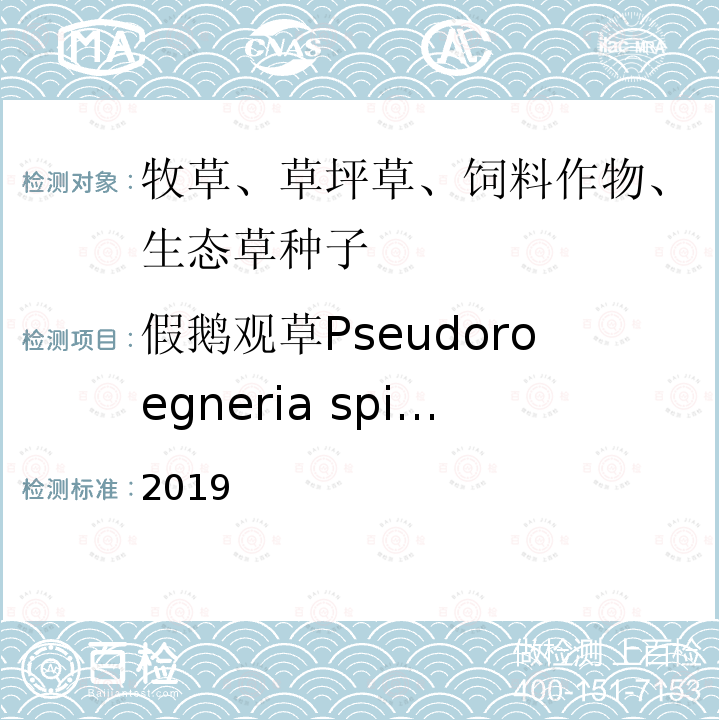 假鹅观草Pseudoroegneria spicata ASPICATA 2019  2019