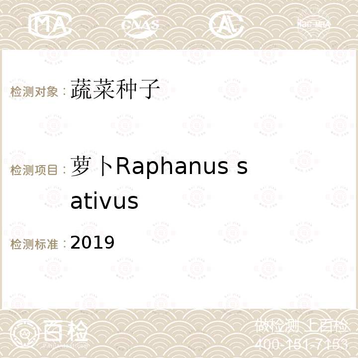 萝卜Raphanus sativus 2019  