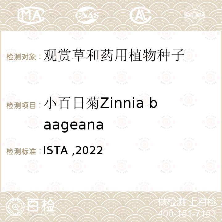 小百日菊Zinnia baageana ISTA ,2022  