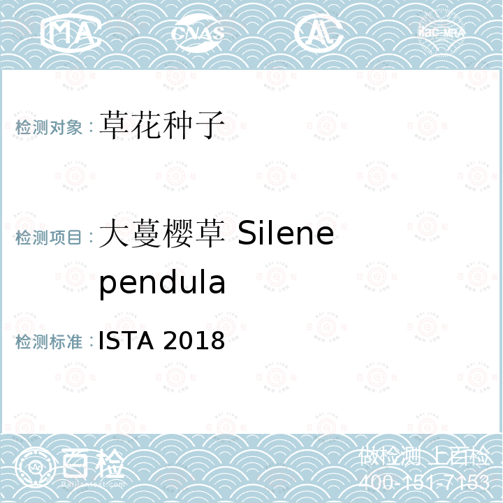 大蔓樱草 Silene pendula ISTA 2018  