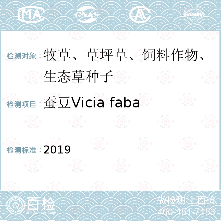 蚕豆Vicia faba 2019  