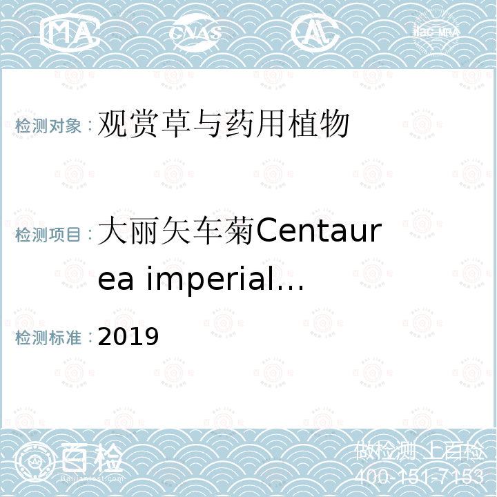 大丽矢车菊Centaurea imperialis 2019  