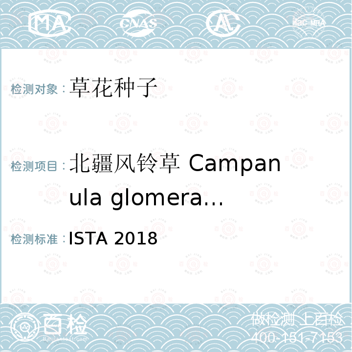 北疆风铃草 Campanula glomerata 北疆风铃草 Campanula glomerata ISTA 2018