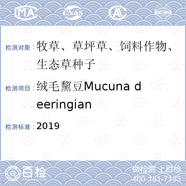 绒毛黧豆Mucuna deeringian 2019  