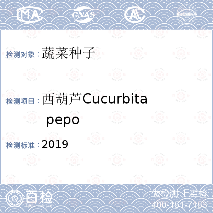 西葫芦Cucurbita pepo 2019  