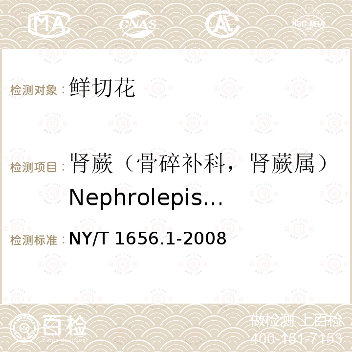 肾蕨（骨碎补科，肾蕨属）Nephrolepis cordifolia 肾蕨（骨碎补科，肾蕨属）Nephrolepis cordifolia NY/T 1656.1-2008