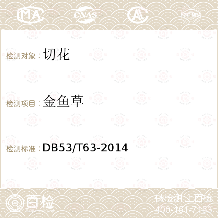 金鱼草 DB53/T 63-2014 主要鲜切花产品等级