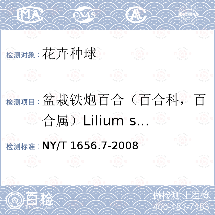 盆栽铁炮百合（百合科，百合属）Lilium spp.(Longiflorum pot) NY/T 1656.7-2008 花卉检验技术规范 第7部分:种球检验