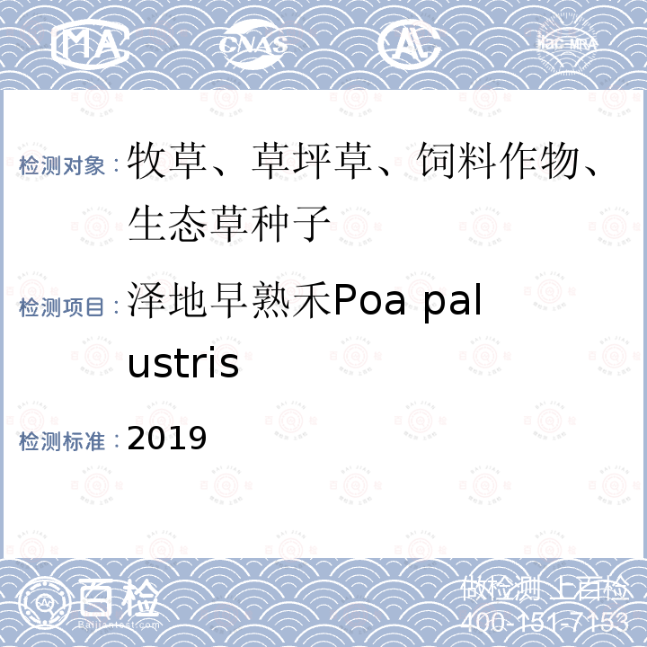 泽地早熟禾Poa palustris 2019  