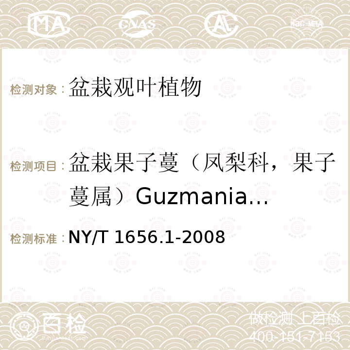 盆栽果子蔓（凤梨科，果子蔓属）Guzmania spp. NY/T 1656.1-2008 花卉检验技术规范 第1部分:基本规则