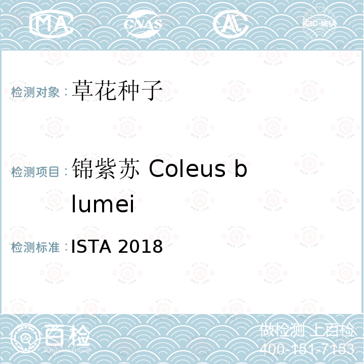 锦紫苏 Coleus blumei ISTA 2018  