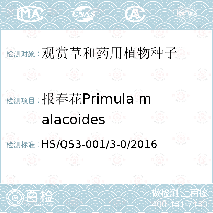 报春花Primula malacoides HS/QS3-001/3-0/2016  