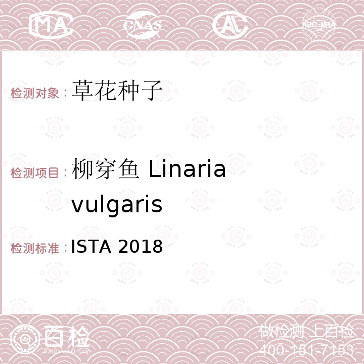 柳穿鱼 Linaria vulgaris ISTA 2018  