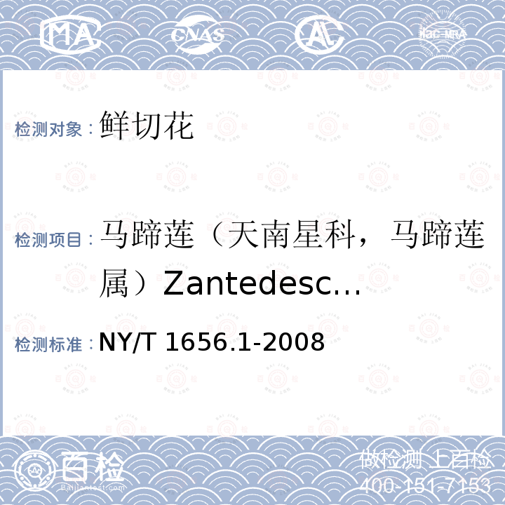 马蹄莲（天南星科，马蹄莲属）Zantedeschia aethiopica NY/T 1656.1-2008 花卉检验技术规范 第1部分:基本规则