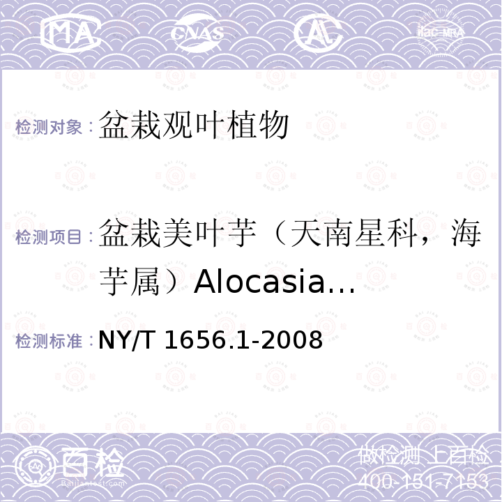 盆栽美叶芋（天南星科，海芋属）Alocasia sanderiana NY/T 1656.1-2008 花卉检验技术规范 第1部分:基本规则