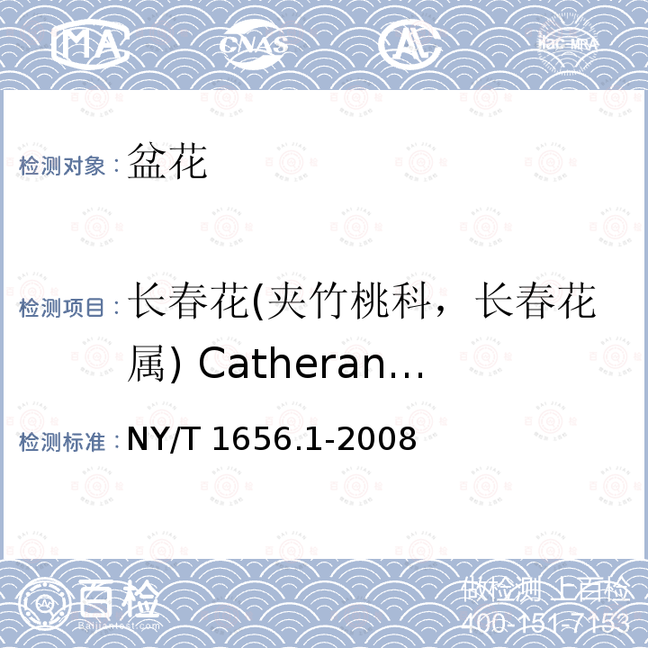 长春花(夹竹桃科，长春花属) Catheranthus rosea NY/T 1656.1-2008 花卉检验技术规范 第1部分:基本规则