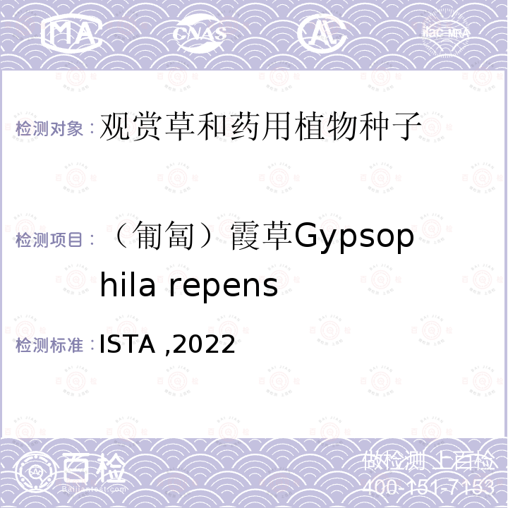 （匍匐）霞草Gypsophila repens ENSISTA 2022  ISTA ,2022