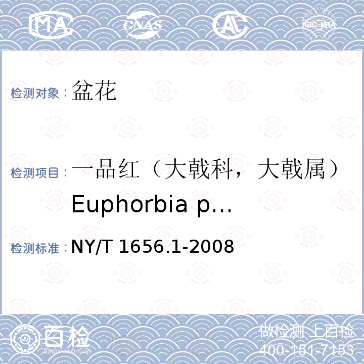 一品红（大戟科，大戟属）Euphorbia pulcherrima NY/T 1656.1-2008 花卉检验技术规范 第1部分:基本规则
