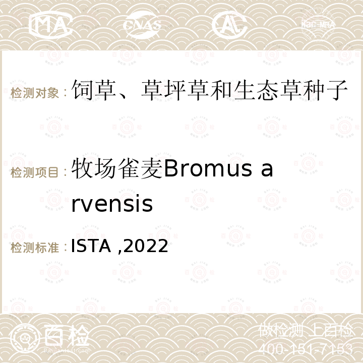 牧场雀麦Bromus arvensis 牧场雀麦Bromus arvensis ISTA ,2022