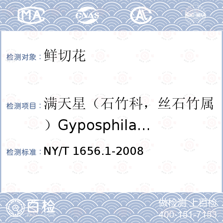 满天星（石竹科，丝石竹属）Gyposphila elegans NY/T 1656.1-2008 花卉检验技术规范 第1部分:基本规则