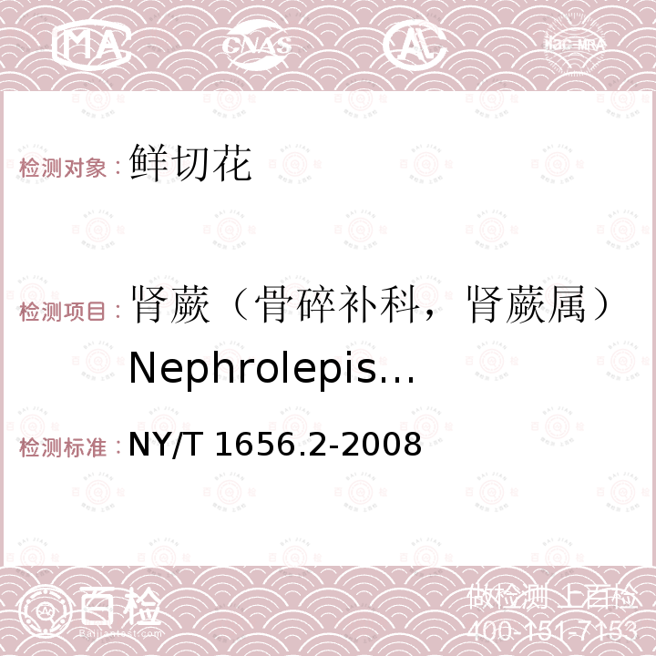 肾蕨（骨碎补科，肾蕨属）Nephrolepis cordifolia NY/T 1656.2-2008 花卉检验技术规范 第2部分:切花检验