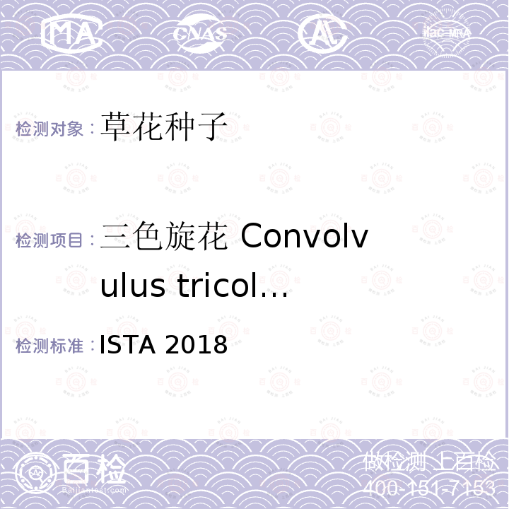 三色旋花 Convolvulus tricolor ISTA 2018  