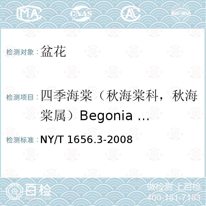 四季海棠（秋海棠科，秋海棠属）Begonia semperflorens NY/T 1656.3-2008 花卉检验技术规范 第3部分:盆花检验