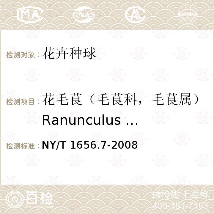 花毛茛（毛茛科，毛茛属）Ranunculus asiaticus L. NY/T 1656.7-2008 花卉检验技术规范 第7部分:种球检验