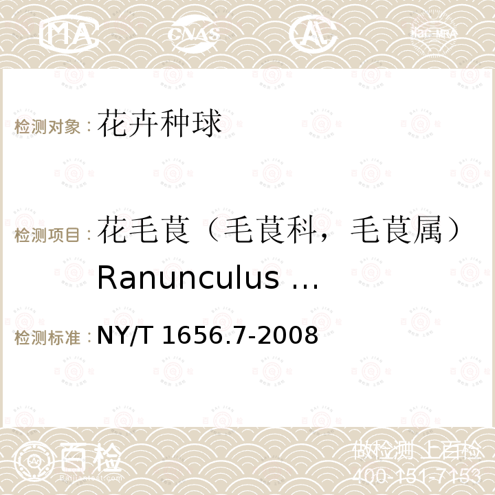 花毛茛（毛茛科，毛茛属）Ranunculus asiaticus L. 花毛茛（毛茛科，毛茛属）Ranunculus asiaticus L. NY/T 1656.7-2008