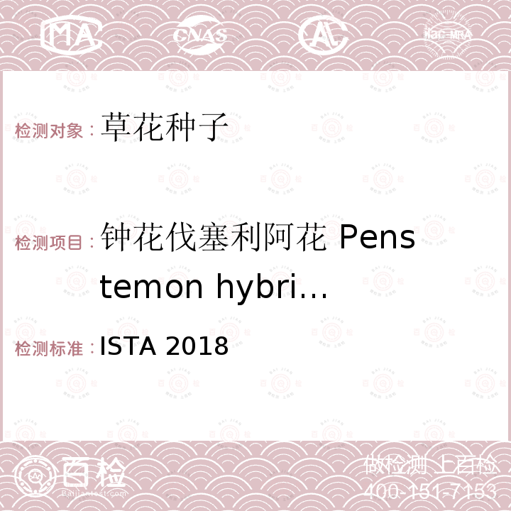 钟花伐塞利阿花 Penstemon hybriaus 钟花伐塞利阿花 Penstemon hybriaus ISTA 2018