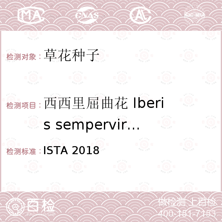 西西里屈曲花 Iberis sempervirens ENSISTA 2018  ISTA 2018