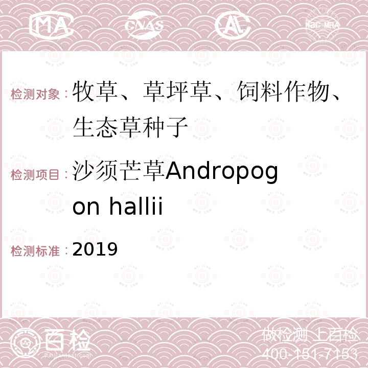 沙须芒草Andropogon hallii 2019  