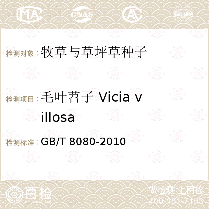 毛叶苕子 Vicia villosa GB 8080-2010 绿肥种子