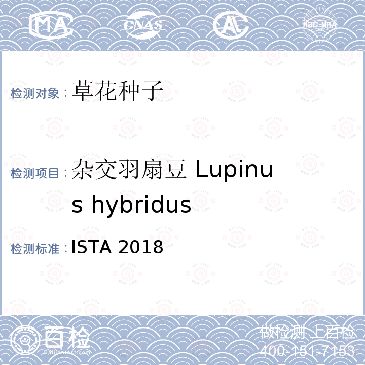 杂交羽扇豆 Lupinus hybridus ISTA 2018  