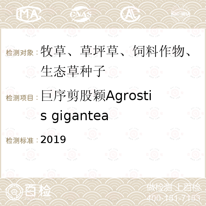 巨序剪股颖Agrostis gigantea 巨序剪股颖Agrostis gigantea 2019