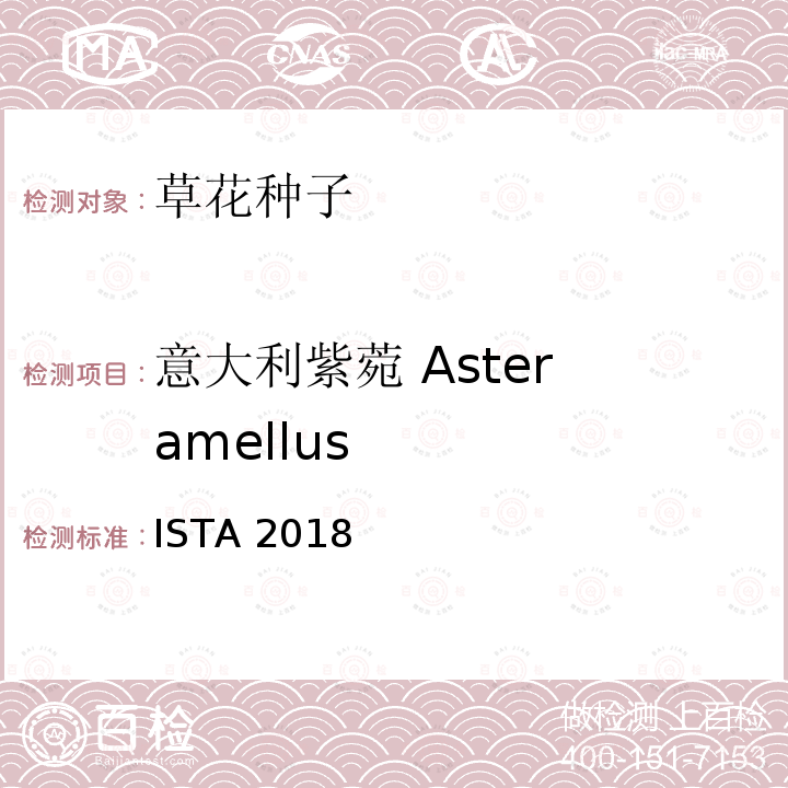 意大利紫菀 Aster amellus 意大利紫菀 Aster amellus ISTA 2018