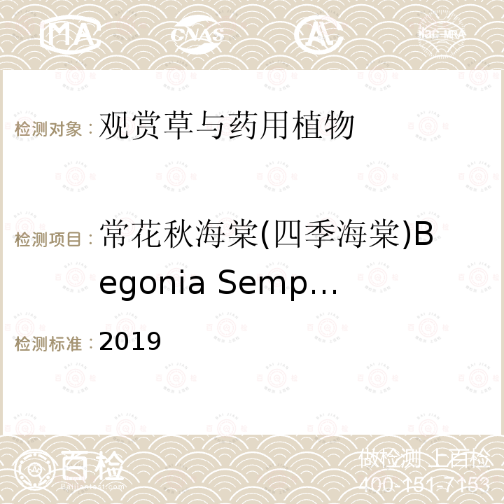 常花秋海棠(四季海棠)Begonia Semperflorens -Cultorum Group 常花秋海棠(四季海棠)Begonia Semperflorens -Cultorum Group 2019