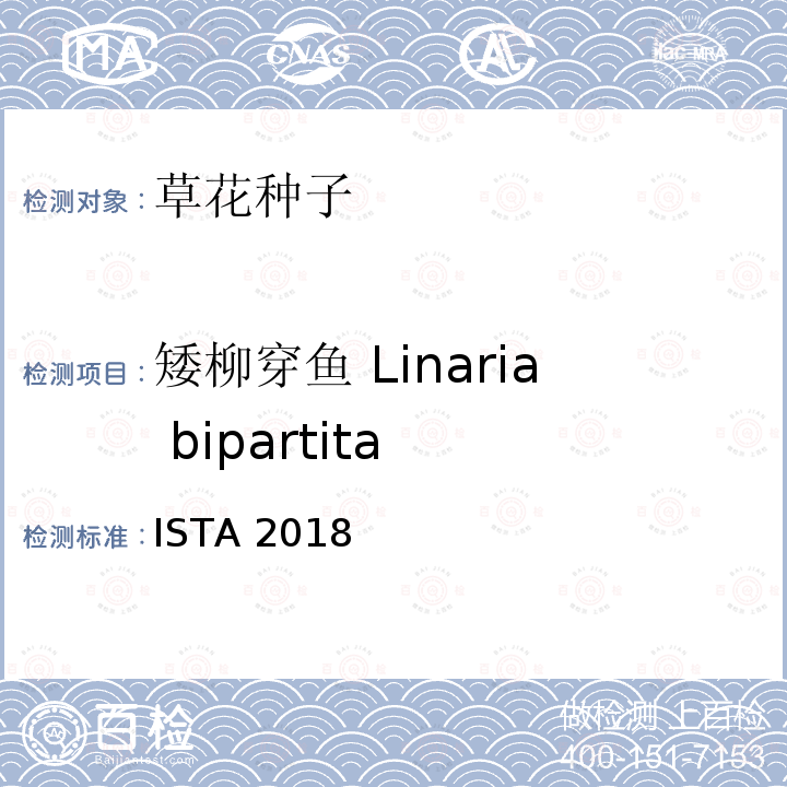 矮柳穿鱼 Linaria bipartita ISTA 2018  