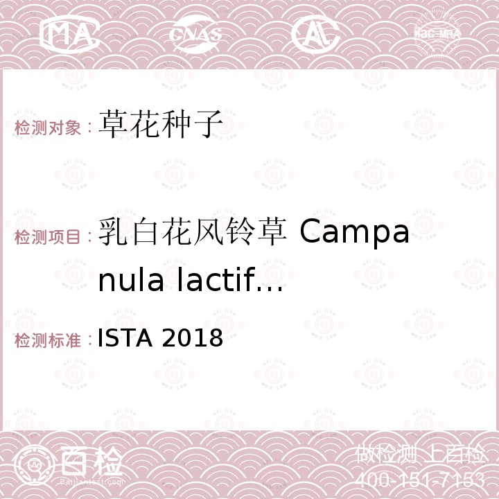 乳白花风铃草 Campanula lactiflora 乳白花风铃草 Campanula lactiflora ISTA 2018