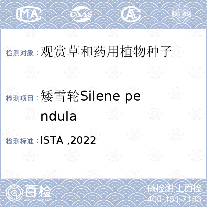 矮雪轮Silene pendula 国际种子检验规程 ISTA ,2022