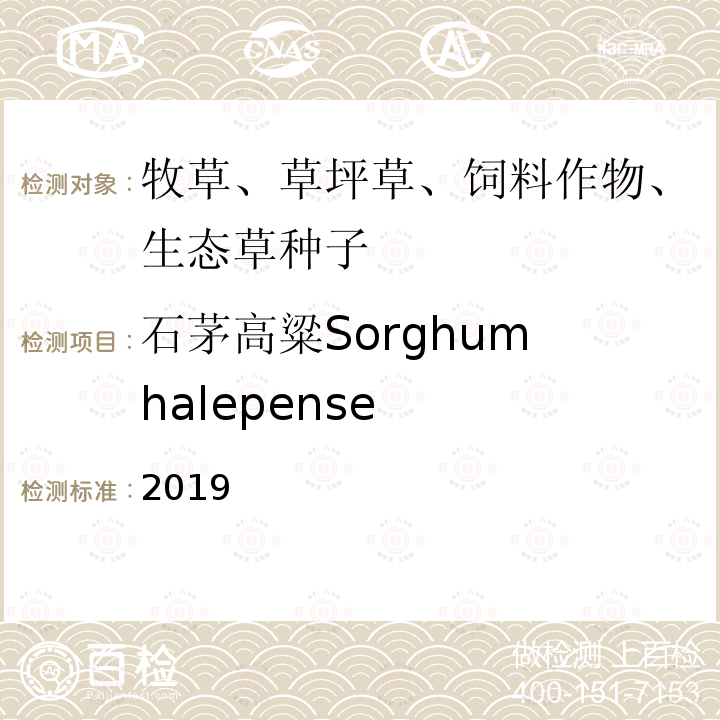 石茅高粱Sorghum halepense 国际种子检验规程 2019 