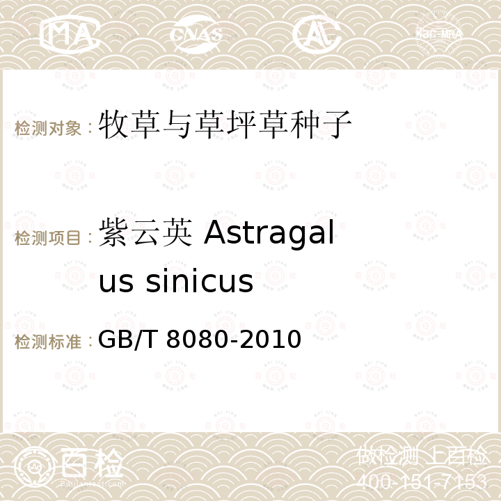 紫云英 Astragalus sinicus　 绿肥种子 GB/T 8080-2010