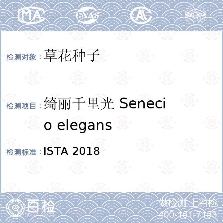 绮丽千里光 Senecio elegans 国际种子检验规程 ISTA 2018