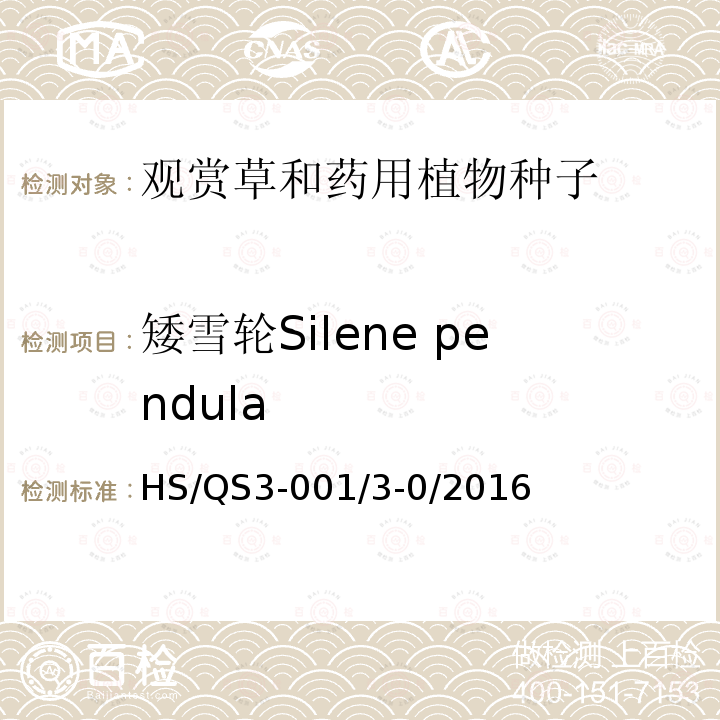 矮雪轮Silene pendula 自制规程 HS/QS3-001/3-0/2016