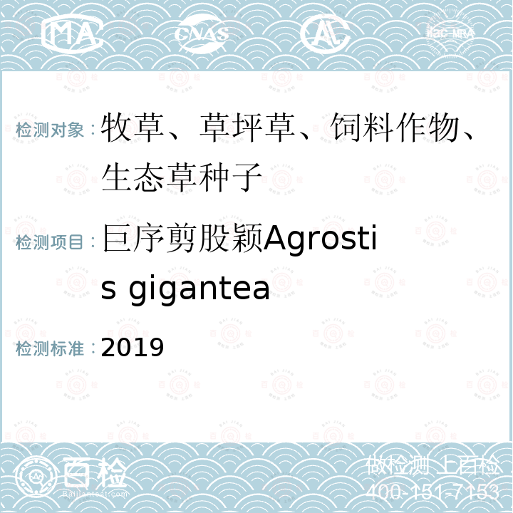 巨序剪股颖Agrostis gigantea 国际种子检验规程 2019 