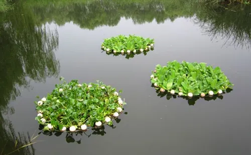 水中浮游植物检测