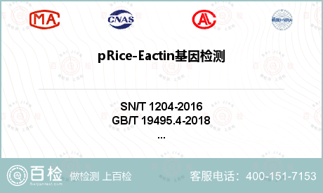 pRice-Eactin基因检测