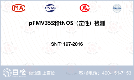 pFMV35S和tNOS（定性）